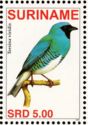 Swallow Tanager (Tersina viridis)